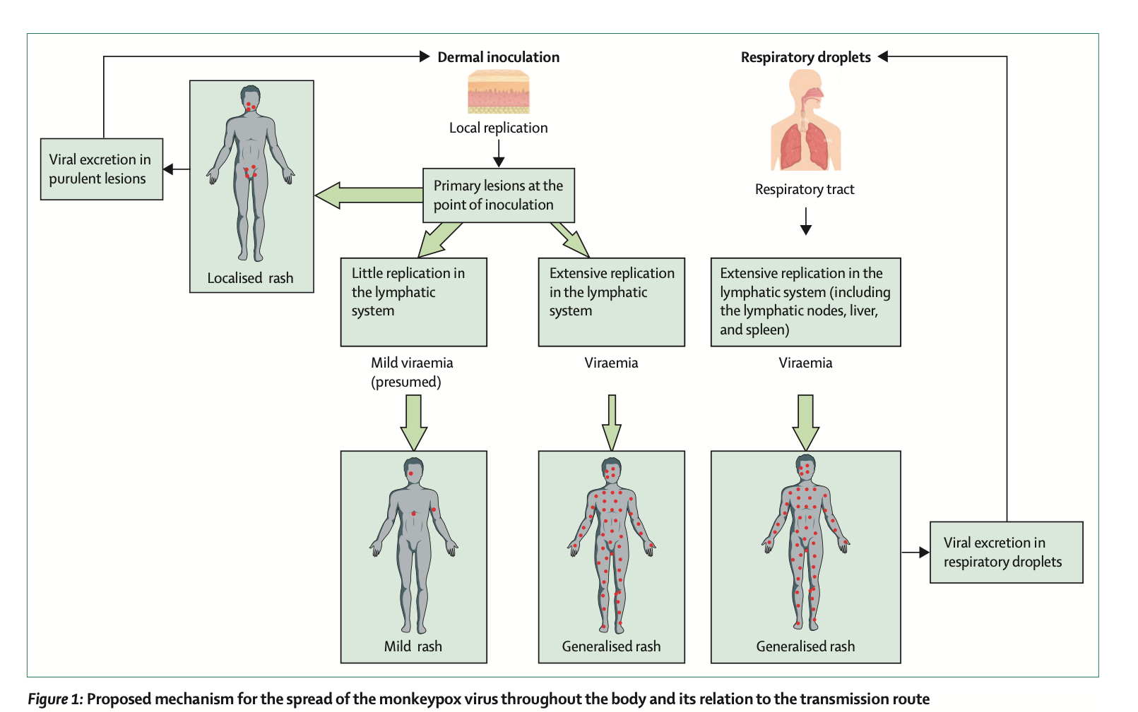 Mpox transmission